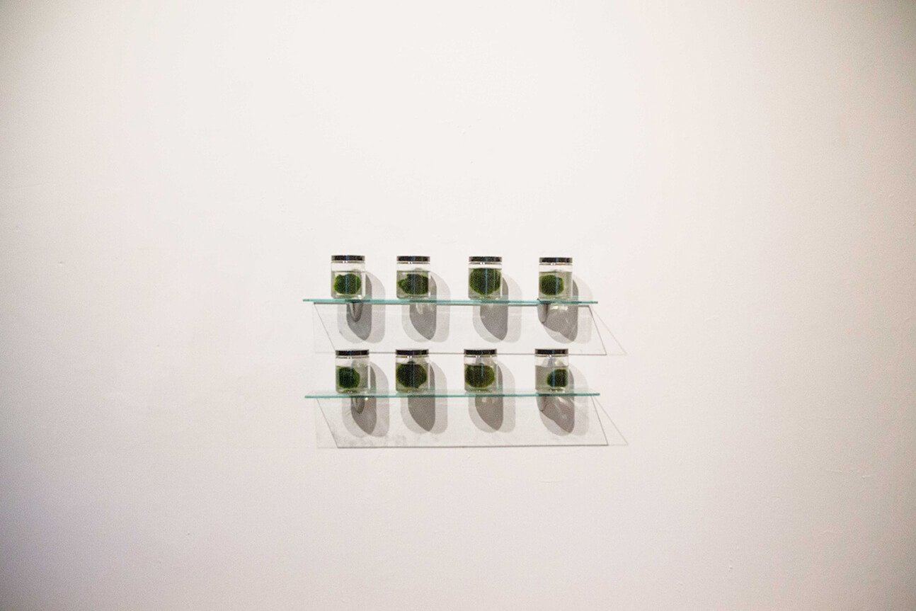 08-marimo