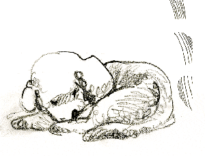 sketchbook
